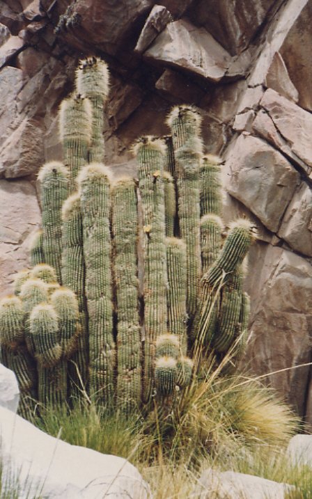 Trichocereus (Helianthocereus) bertramianus RCB